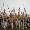 Treehub_DSC09413.jpg
