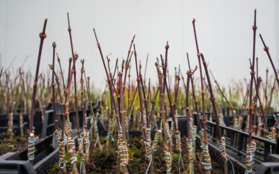 Treehub_DSC09413.jpg